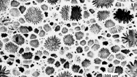 Nanoscale image of foam in bloom
