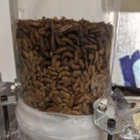 <p>Black soldier fly larvae act like fluids when agitated by rapid air flow. Georgia Tech researchers are examining how this insect superfood can be raised and fed in dense groups without overheating. Finding optimal air velocity is key.</p>
