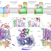 E. coli. cytochrome c maturation system I and the predictions of protein quaternary structures by AF2complex. 
