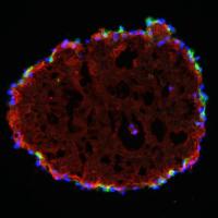 <p>This proximal tubule organoid is 30 days old, and will survive at least another 60 days. The 90-days is a record for a drop culture of any kind.</p>