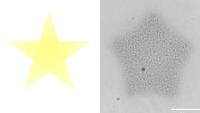A yellow star shape is shown next to a microscope image of an artificial cell colony that has been directed to form the shape of a star.