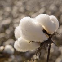 <p>Chemically-modified cotton fibers are the basis for electrodes used in a new biofuel cell powered by glucose. (Credit: Georgia Department of Economic Development)</p>