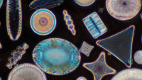 Colorful diatoms under a microscope. 