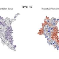<p>An agent-based computational model simulates the progression of intracellular molecular gradients and resultant differentiation patterns that emerge within a multicellular system. (Credit: Chad Glen, Georgia Tech)</p>