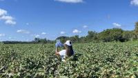 A researcher works in a cotton field in Jenkins County, Georgia, as part of a project on AI and pesticide use. Dorothy Seybold
