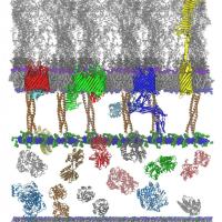 <p>This detailed model shows how proteins interact with the cell membranes of gram-negative bacteria such as <em>E. coli, N. gonorrhoeae and Salmonella</em>. The goal is to find new ways to attack these microorganisms with antibiotics compounds.<br /> Image: Curtis Balusek, Hyea Hwang, James C. Gumbart</p>