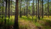 Tall pine trees in a sunlit forest with dense green grasses and undergrowth covering the forest floor.