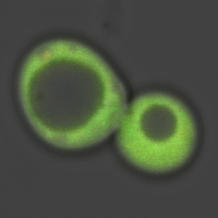 <p>A tailor-made ratiometric sensor makes a baker's yeast cell light up green, as Georgia Tech scientists use it to track the movements of the essential toxin heme.</p>