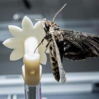 <p>A hawk moth is shown on a robotic flower used to study the insect’s ability to track the moving flower under low-light conditions. The research shows that the creatures can slow their brains to improve vision under low-light conditions – while continuing to perform demanding tasks. (Credit: Rob Felt, Georgia Tech)</p>