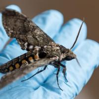 <p>Research on the hummingbird-sized hawk moth (<em>Manduca sexta</em>) shows that millisecond changes in timing of its action potential spikes conveys the majority of information the moth uses to coordinate the muscles in its wings. (Credit: Rob Felt, Georgia Tech)</p>