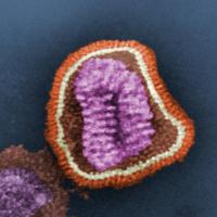 <p>A digitally-colorized, negatively-stained transmission electron microscope image shows the details of an influenza virus particle. (Credit: CDC - Frederick Murphy)</p>