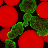 <p>Islets (stained green with viability stain) mixed with microgels presenting FasL (red).</p>