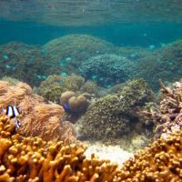 <p>Fishes and healthy coral show the benefits of marine protected areas designed to protect reef ecosystems. (Credit: Cody Clements, Georgia Tech)</p>