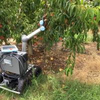 Peach robot in the wild