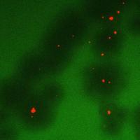 Image shows the effect particles coated with phage (red) have on bacterial colonies (green). The dark green areas around the particles show areas where bacteria are being killed. (Credit: Rachit Agarwal, Garcia Laboratory)