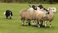 Sheepdog herding sheep