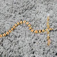 <p>A Western Shovel-nosed snake moves through a force-sensitive set of rubber pegs. The pegs altered the direction of the snakes’ travel, but didn’t vary the waveform they used to move. (Photo: Allison Carter, Georgia Tech)</p>