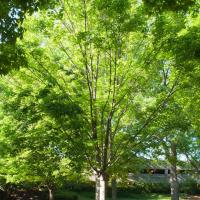 <p>A Sugar Maple tree on Georgia Tech's campus</p>
