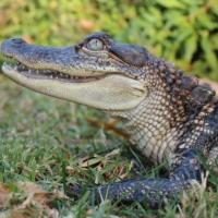 Both humans and alligators have four-chamber hearts, but alligator hearts are uniquely resilient to temperature extremes. (Photo credit: Z. Owerkowicz)

 