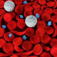 <p>Red blood cells, some of which are sickle cells</p>