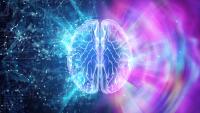 Digital illustration of a brain surrounded by two distinct visual patterns. One side is composed of structured blue connections resembling an organized network map, while the other features colorful, dispersed light patterns, representing distributed neural activity. The image symbolizes competing brain architectures explored in the study.