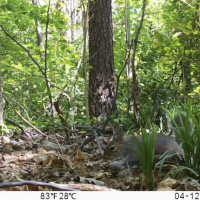 Image of a squirrel captured as part of a biodiversity study using machine learning to identify species.