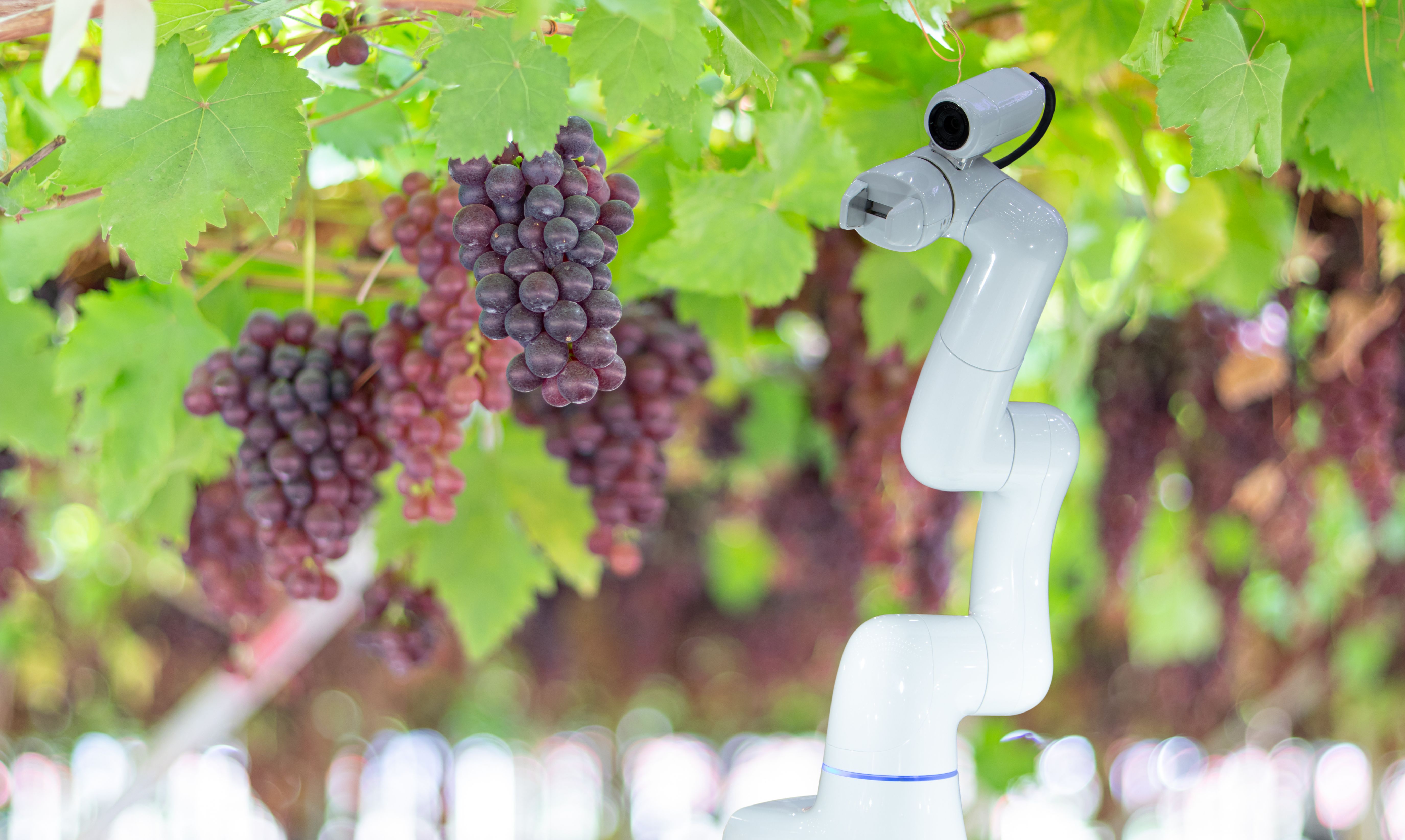 Vinyard Robot